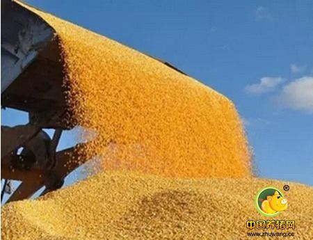 从种粮食到种饲料 国家为啥要这么改?