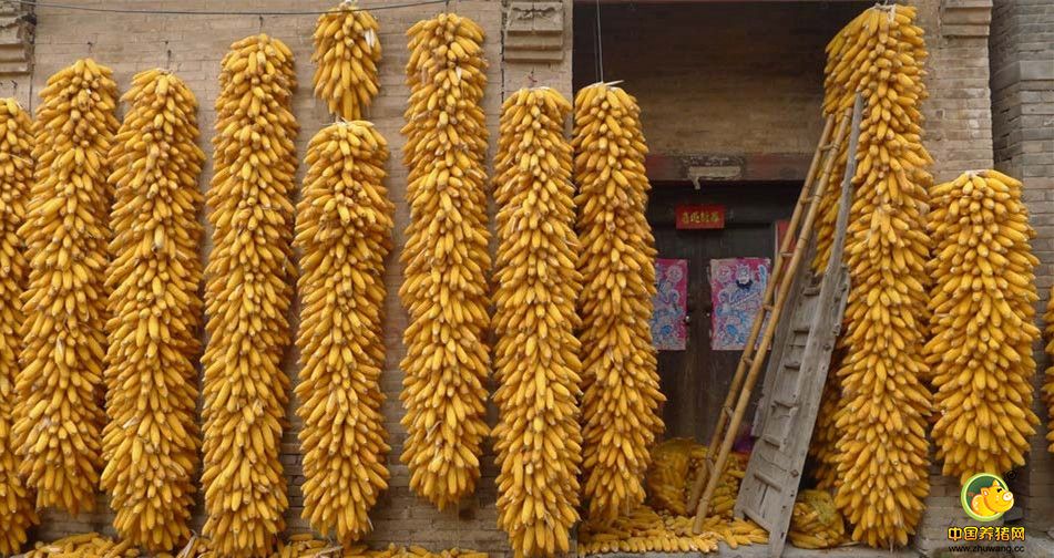 玉米价格那么低,做玉米就真的没有出路了吗?!