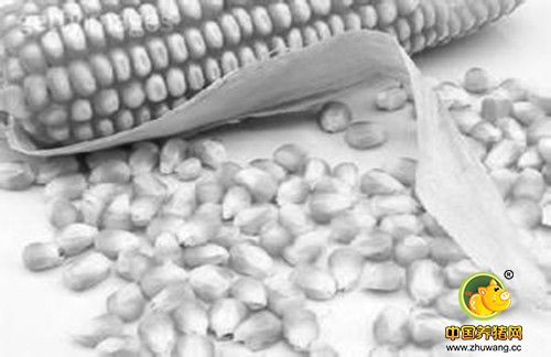 怎么办!玉米上市正当时 开秤价格却“坐滑梯”