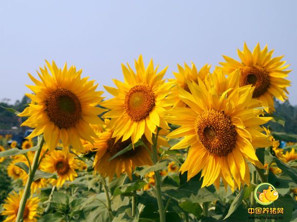 德国:饲喂葵花粕有助仔猪生长发育