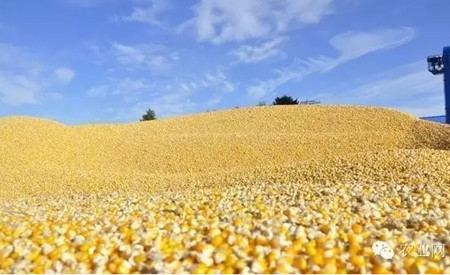 震惊!这才是玉米难卖的真相!