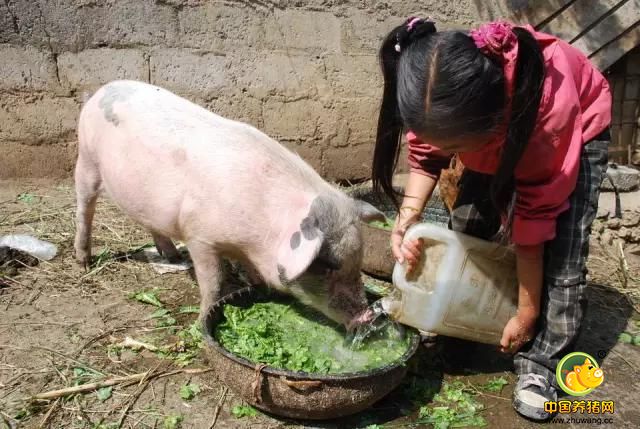 自配猪饲料要注意那些问题?