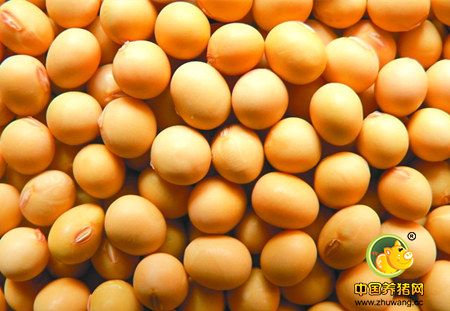 大豆基金净多持仓连续四周增加 说明什么?