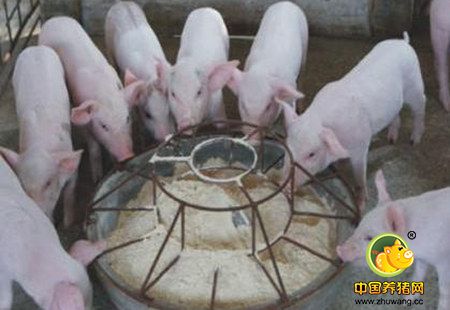 饲料中添加高铜,你入了这些“坑”吗?