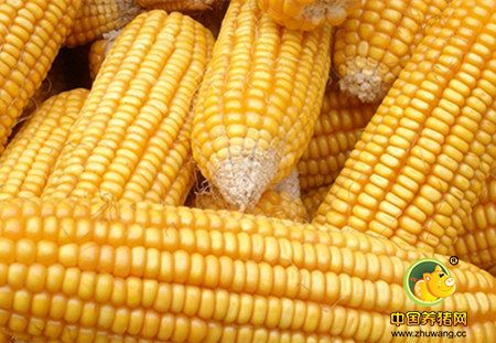 生猪存栏略升提振作用有限 东北全面上市价格坚挺难续