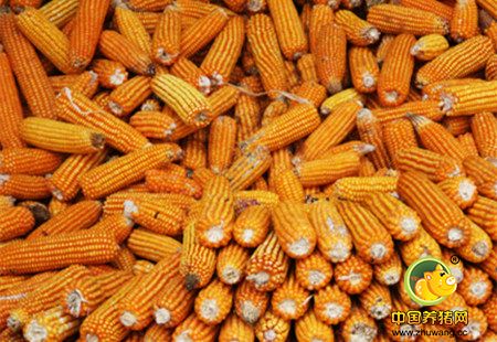 玉米价格要想上涨 要先过了这三关!