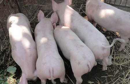 乳猪料的选择直接影响乳猪的生长