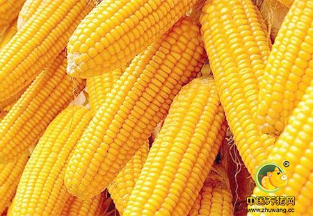 高能预警!东北玉米将迎销售高峰 物流天气“定”行情