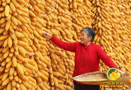 玉米市场化到来 各方主体准备好了吗