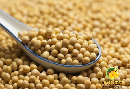 美豆靠出口“盾牌”还能支撑多久?