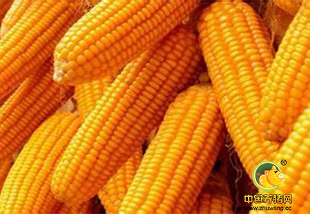 浅谈近期国内玉米价格走势及后市展望
