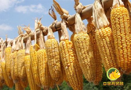 涨价预期不高,建议农户择机出售玉米