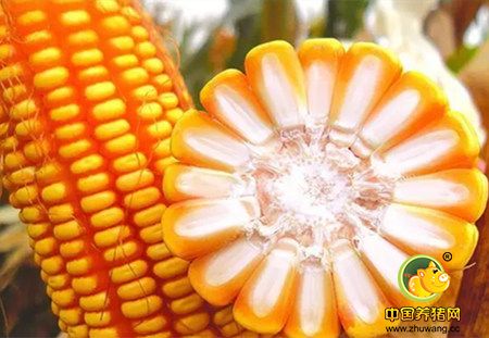 上量压力持续释放,关注政策玉米收购节奏