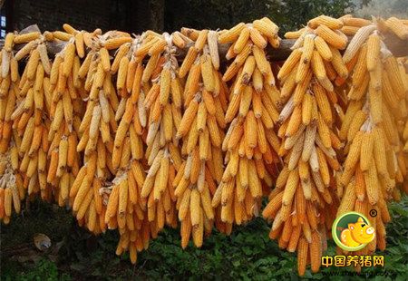 玉米价格啥时能涨?