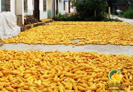 豆粕玉米价格齐跌!春节前或将偏弱运行