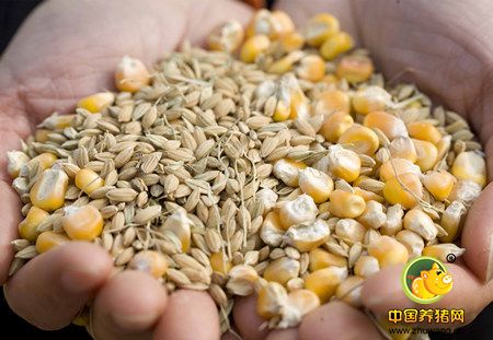 玉米豆粕连跌!饲料企业你啥时候调价啊?