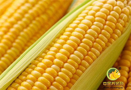 节前华北玉米震荡下行仍是主基调!