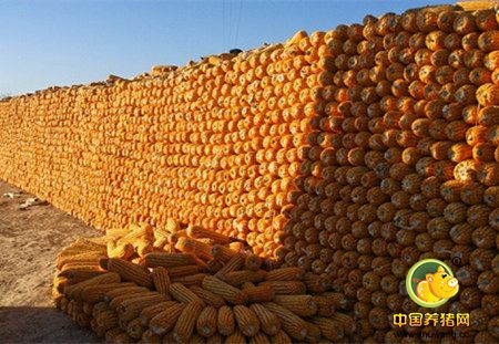 东北玉米收购价正“破七寻六”!
