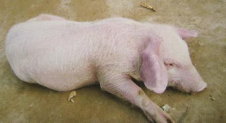 警惕猪附红体细胞病!猪猪得了真要命!