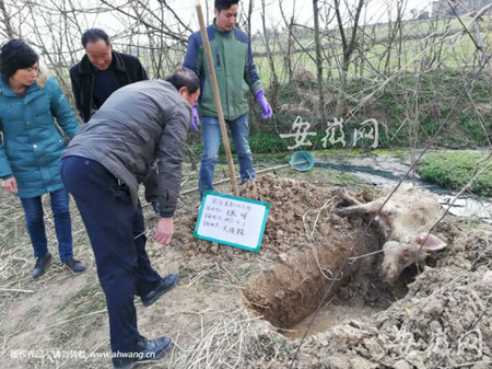 “三无饲料”害死大批猪仔 寿县长丰养殖户损失近百万