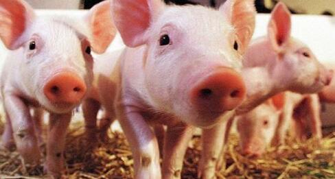 五大原因引发猪呼吸道疾病,看完恍然大悟!