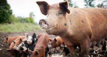 电子游艺网站
躲不掉的胃肠水肿病,那你就赶紧看完这篇文章!