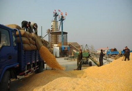 临储大豆开拍,交易竟然如此火爆!