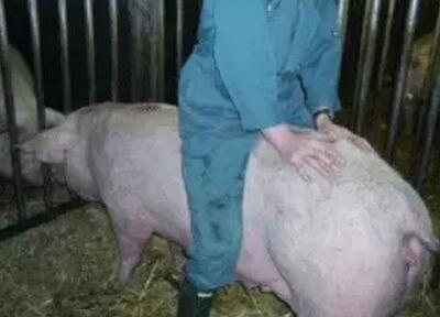 腹泻、咳嗽易造成冬春季猪脱肛,防治方案