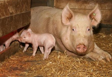 豆粕价格连续上涨超过一周,释放了什么猪价信号?