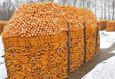 临储拍卖临近玉米价格向左还是向右?