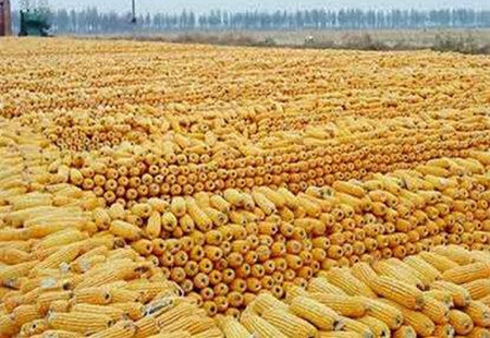 “双补”政策将结束叠加政策粮拍卖,玉米市场要变天?