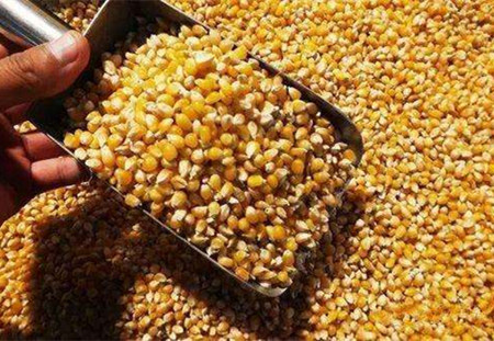 进口玉米为何“无人问津”?