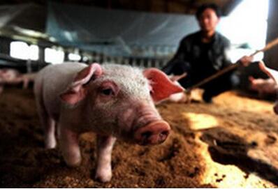 夏季高温多雨,如何科学贮藏饲料以防霉变?