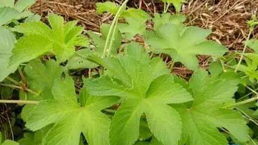 别把它们当无用杂草,它们都是很好的猪饲料