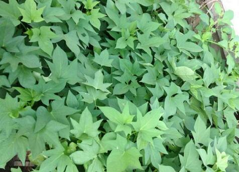 怎么贮藏青贮饲料,青贮饲料喂猪的应该注意哪些?