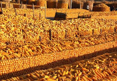 去库存步伐稳健 玉米市场较平静