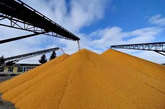 玉米收储制度改革取得“首战成功”