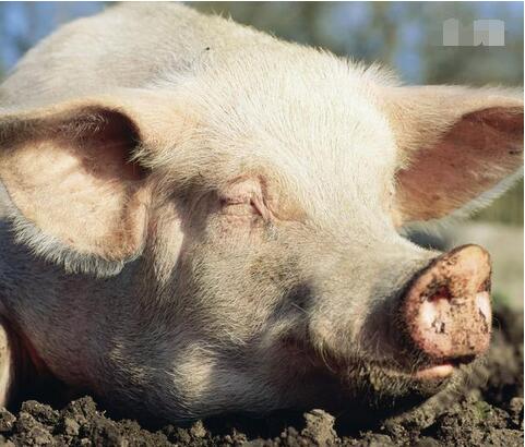 母猪饲料中最应补充的矿物元素有哪些