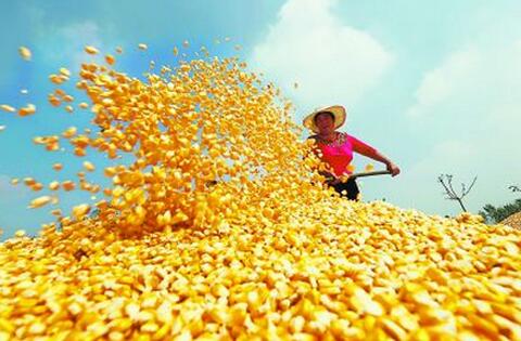 狼真的来了!玉米深加工业要当心外资冲击