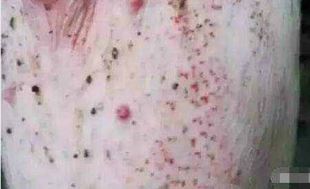 猪只皮肤出现红点、发红,怎么回事? 教你3步区分、诊断与治疗