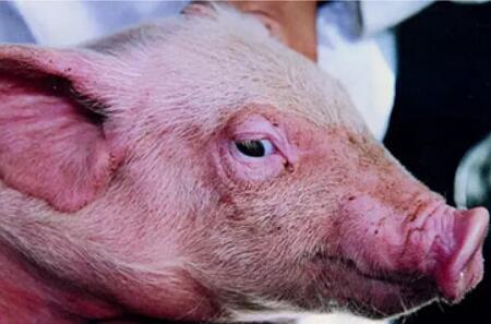 熊猫眼,泪斑……是什么导致猪群出现这些亚临床症状