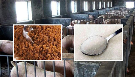 养猪小窍门:妙用红糖白糖治疗猪病