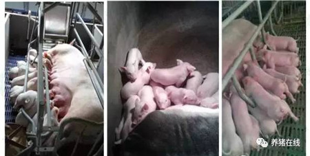 母猪生殖道炎症,怎么办?