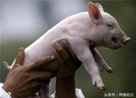 猪病诊断:仔猪咳嗽该怎么有效预防和治疗?