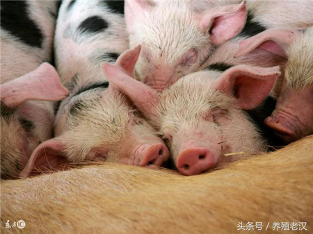 猪病诊断:仔猪咳嗽如何肉眼观察咳嗽猪病情?