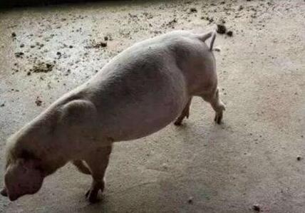 猪容易消化不良怎么办?教你一招最简单的应对方法!