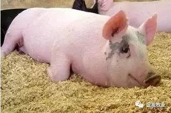 猪脑炎或脑膜炎性链球菌,应激性脑炎的救治程序