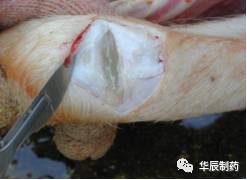 副猪怎么防控?可以净化吗?