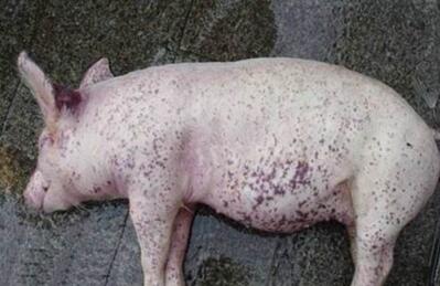 猪圆环病毒的发生及防治,你注意了吗?