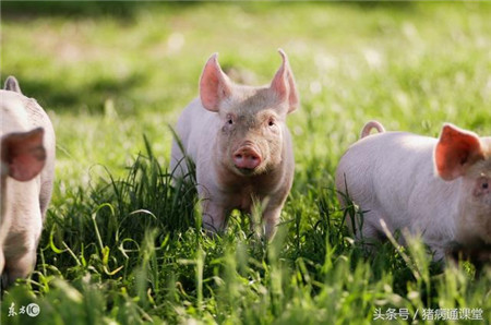 这几种常见猪病的临床症状有什么区别?